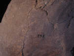 L_V19d5009 J3.8 Q824 dM pa skull top close